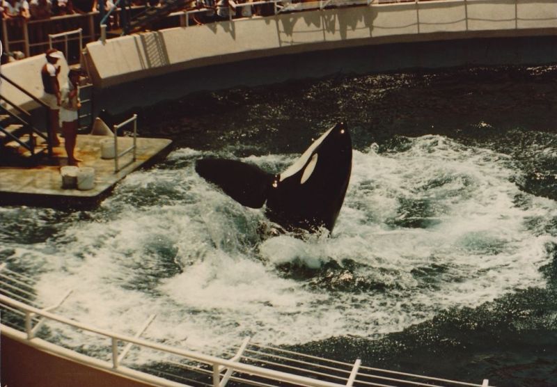 Pt. 4: Orky and Corky Take Center Stage – LA's Own Marineland