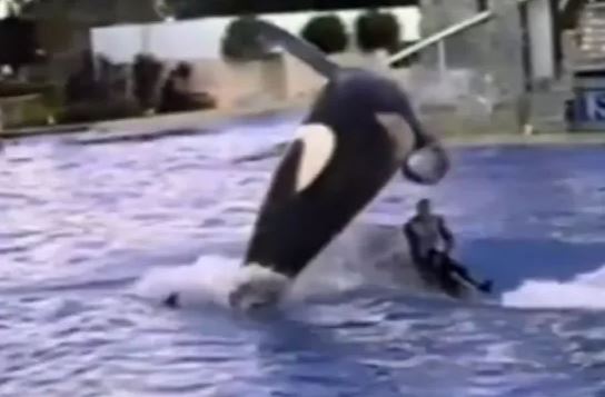 Pt. 11: Trouble at SeaWorld